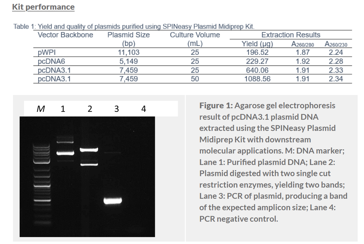 SPINeasy® Plasmid Midiprep Kit 25preps MP SPINeasy® Plasmid Midiprep Kit 25preps MP