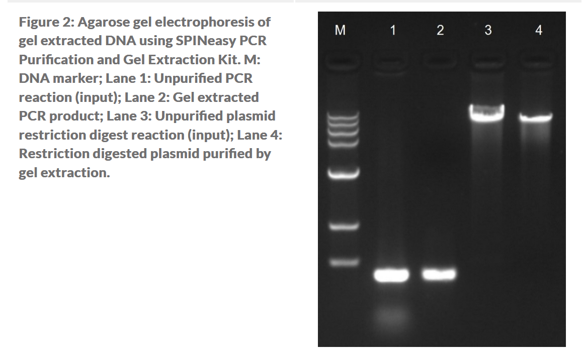 SPINeasy® PCR Purification and Gel Extraction Kit 50preps MP SPINeasy® PCR Purification and Gel Extraction Kit 50preps MP