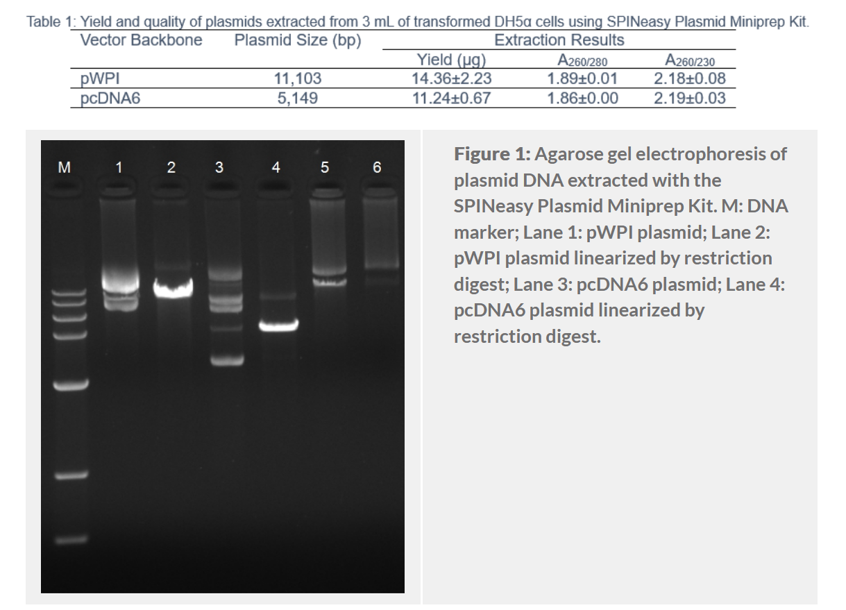 SPINeasy® Plasmid Miniprep Kit 50preps MP SPINeasy® Plasmid Miniprep Kit 50preps MP